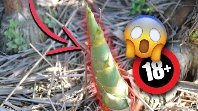 1 Günde 90 cm Uzayabilen Bambularla Yapılan, Okurken Bile İçinizi Acıtacak İşkence Yöntemi