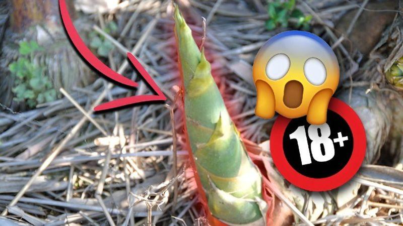 1 Günde 90 cm Uzayabilen Bambularla Yapılan, Okurken Bile İçinizi Acıtacak İşkence Yöntemi