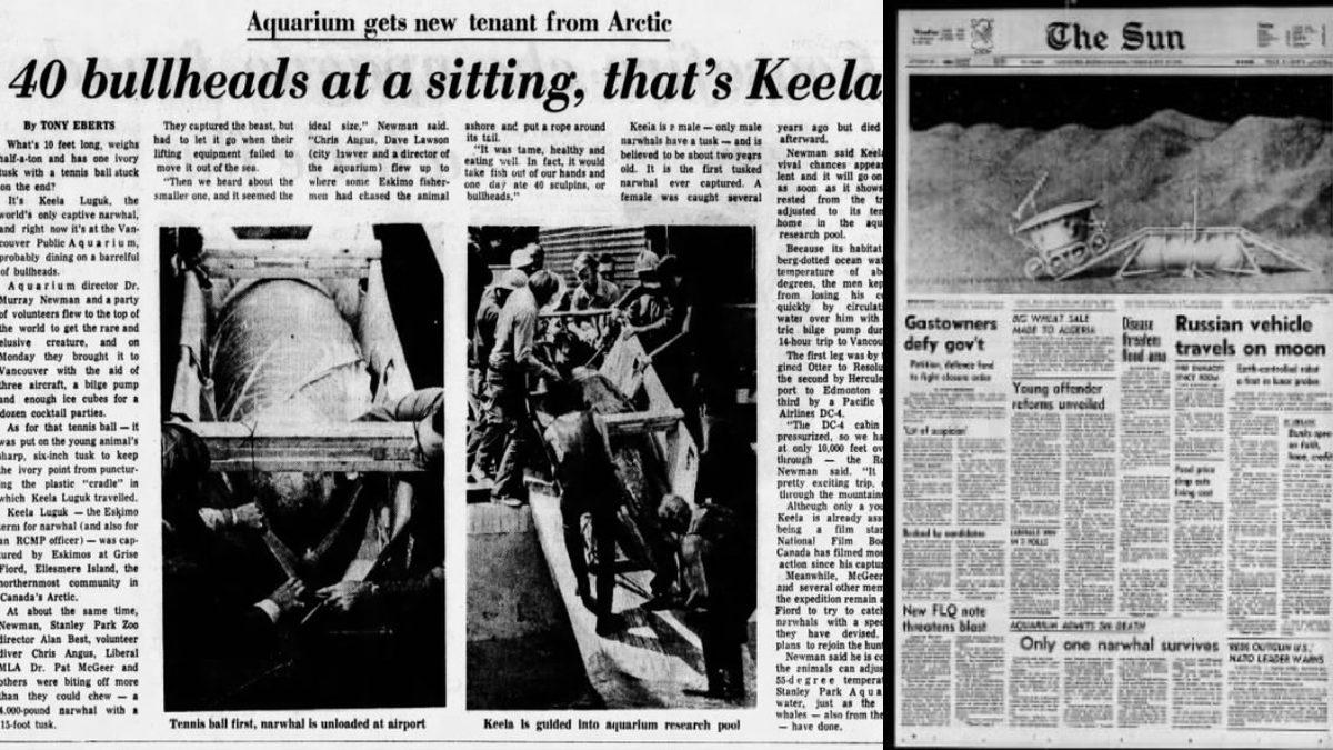 Denizgergedanlarını Akvaryumlarda Hiç Görmemenizin Karanlık Sebebi