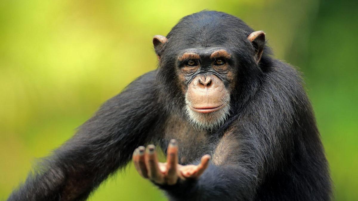 Dünya Rezervlerinin Neredeyse Yarısına Sahipken Nasıl Oldu da Bu Kadar Fakir Bir Ülke Hâline Geldi? Gine Hakkında 11 İlginç Gerçek