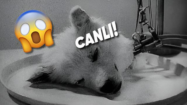 Ölü Bir Köpeği, Kendi İcadı Olan Cihazla Hayata Döndürmeyi Başaran Sovyet Bilim İnsanının Çılgın Deneyi