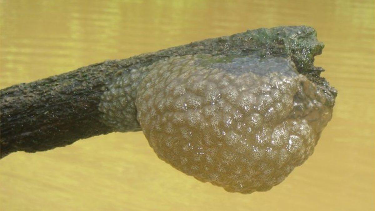 Yumurtaya Benzeyen Bu “Şey”i Yaz Aylarında Etrafta Görürseniz Korkmayın! Aslında Önemli Bir Göreve Hizmet Ediyorlar…