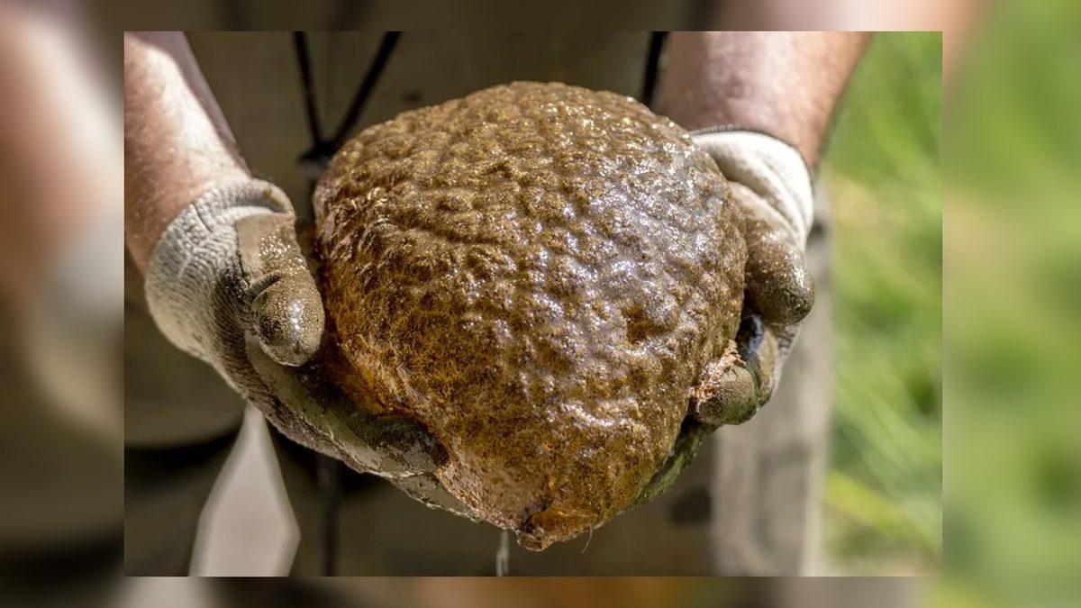 Yumurtaya Benzeyen Bu “Şey”i Yaz Aylarında Etrafta Görürseniz Korkmayın! Aslında Önemli Bir Göreve Hizmet Ediyorlar…