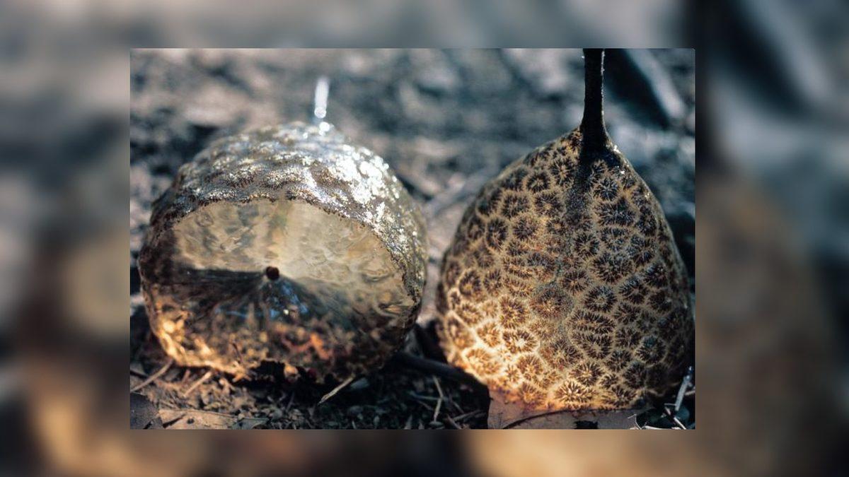 Yumurtaya Benzeyen Bu “Şey”i Yaz Aylarında Etrafta Görürseniz Korkmayın! Aslında Önemli Bir Göreve Hizmet Ediyorlar…