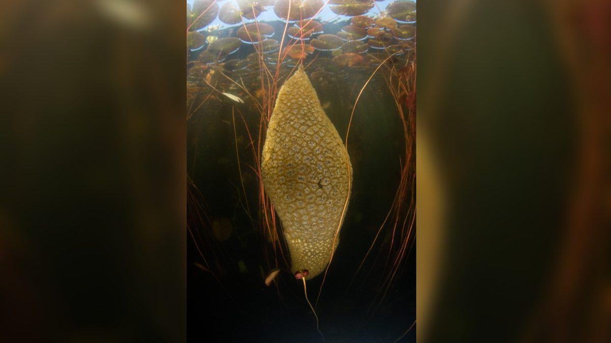 Yumurtaya Benzeyen Bu “Şey”i Yaz Aylarında Etrafta Görürseniz Korkmayın! Aslında Önemli Bir Göreve Hizmet Ediyorlar…