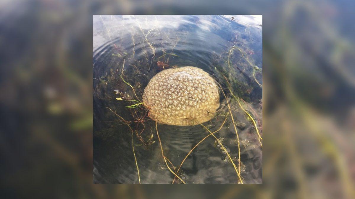 Yumurtaya Benzeyen Bu “Şey”i Yaz Aylarında Etrafta Görürseniz Korkmayın! Aslında Önemli Bir Göreve Hizmet Ediyorlar…