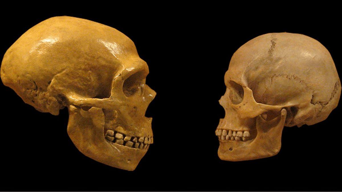 Çene Ucunun, Koskoca Hayvanlar Aleminde Sadece İnsanlarda Olmasının Sebebi Ne? Cinsel Seçilim Bile Rol Oynuyor Olabilir!