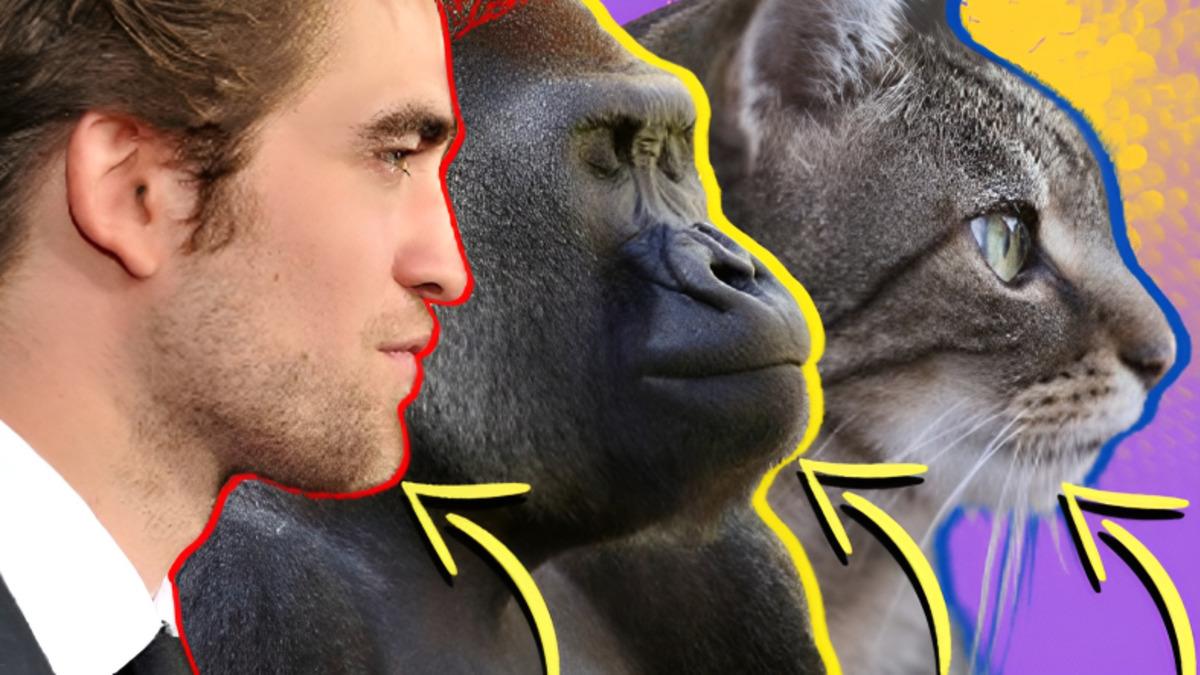 Çene Ucunun, Koskoca Hayvanlar Aleminde Sadece İnsanlarda Olmasının Sebebi Ne? Cinsel Seçilim Bile Rol Oynuyor Olabilir!