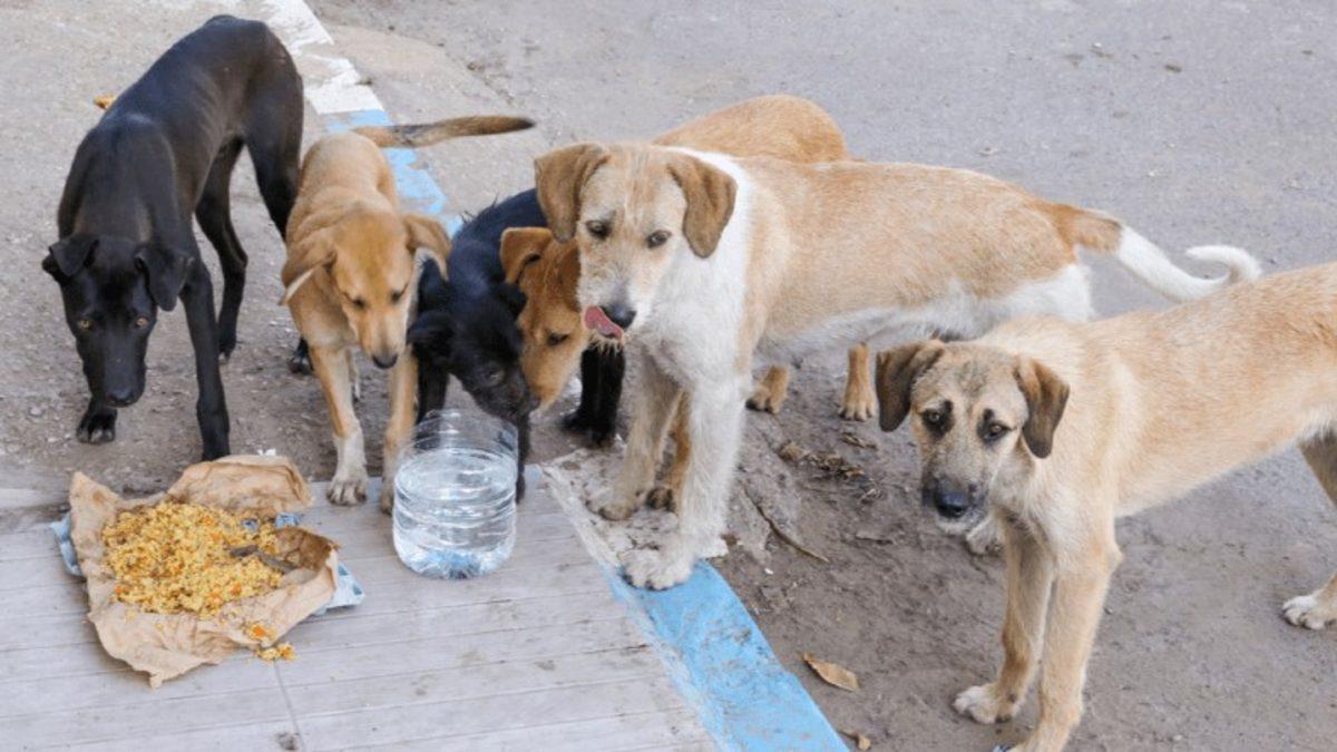 ABD ve Avrupa Ülkelerinde Neden Hiç Sokak Hayvanı Yok? Bizim Yapamadığımız Bir şeyi Yapıyorlar...