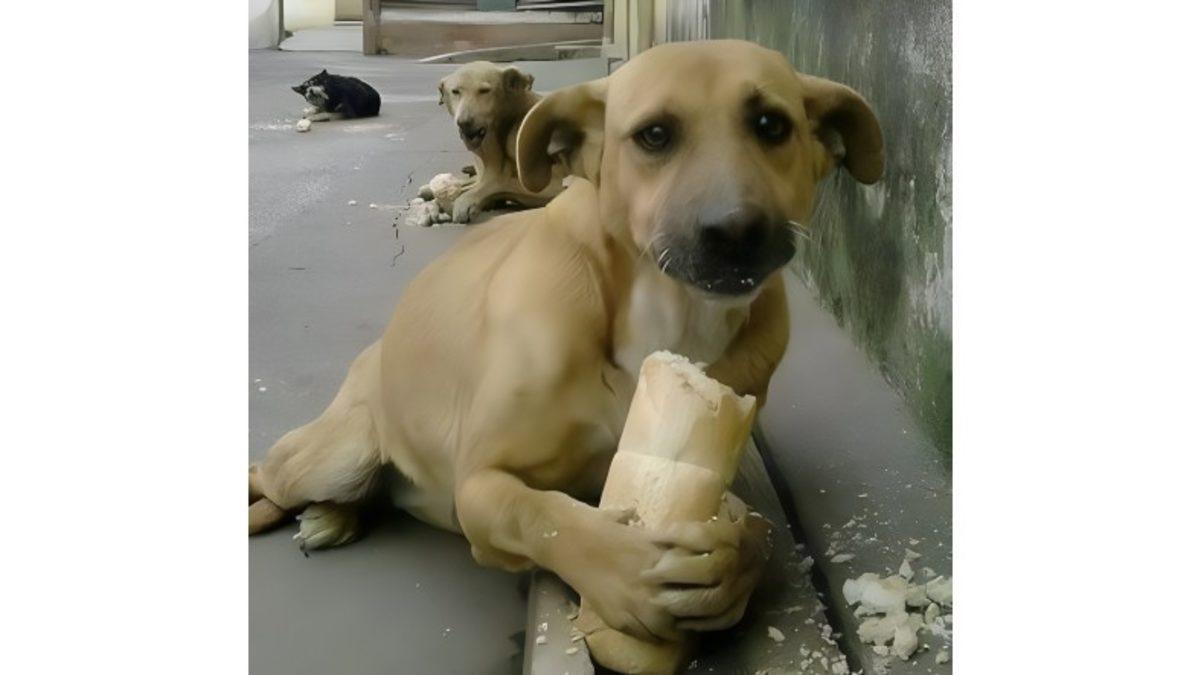 ABD ve Avrupa Ülkelerinde Neden Hiç Sokak Hayvanı Yok? Bizim Yapamadığımız Bir şeyi Yapıyorlar...