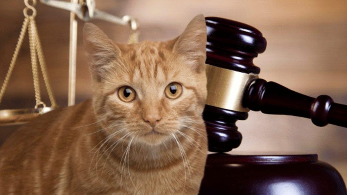 ABD ve Avrupa Ülkelerinde Neden Hiç Sokak Hayvanı Yok? Bizim Yapamadığımız Bir şeyi Yapıyorlar...