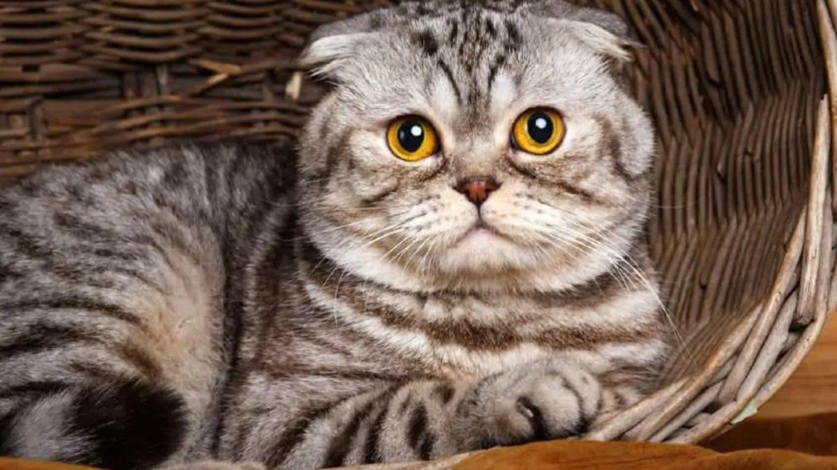 ABD ve Avrupa Ülkelerinde Neden Hiç Sokak Hayvanı Yok? Bizim Yapamadığımız Bir şeyi Yapıyorlar...