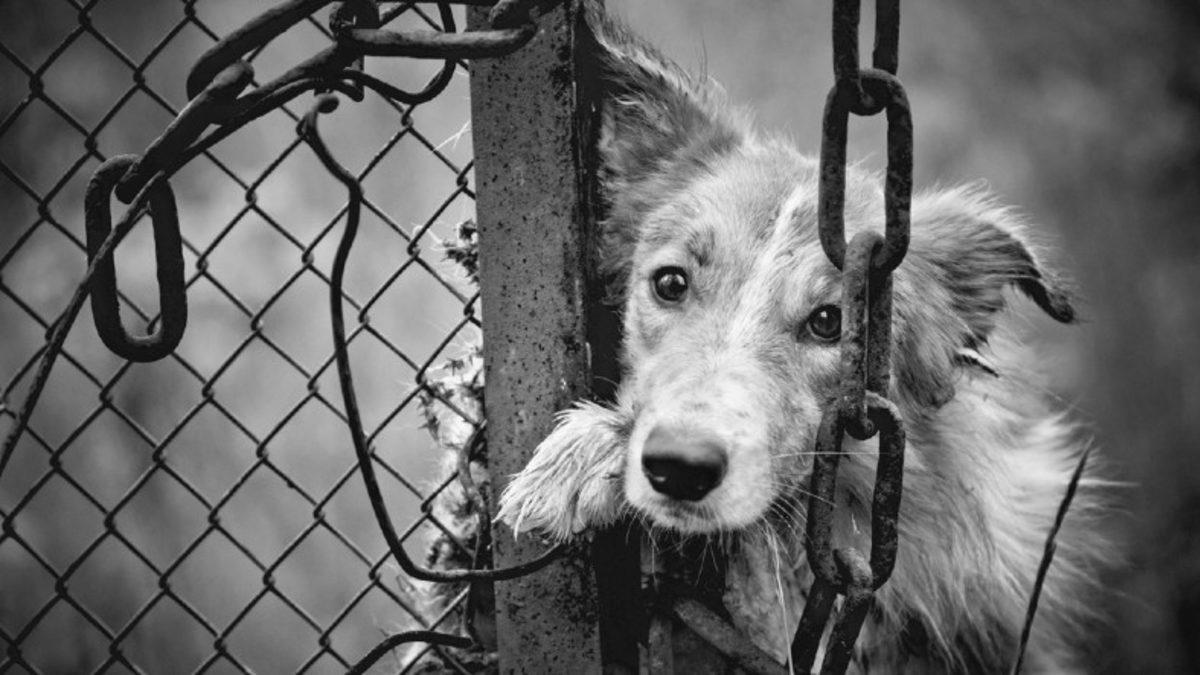 ABD ve Avrupa Ülkelerinde Neden Hiç Sokak Hayvanı Yok? Bizim Yapamadığımız Bir şeyi Yapıyorlar...