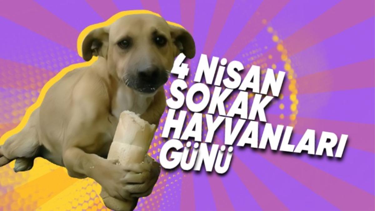 ABD ve Avrupa Ülkelerinde Neden Hiç Sokak Hayvanı Yok? Bizim Yapamadığımız Bir şeyi Yapıyorlar...