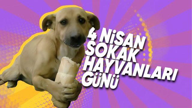 ABD ve Avrupa Ülkelerinde Neden Hiç Sokak Hayvanı Yok? Bizim Yapamadığımız Bir şeyi Yapıyorlar...