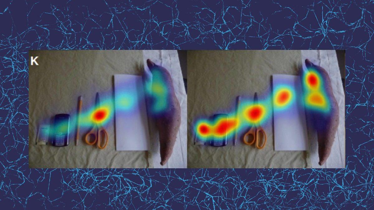 Otizmli Bireyler Dünyayı Nasıl Görüyor? Aynı Yere Bakarken Gördüklerimiz Farklı (Her Bir Satırı Okurken Empati Kuracaksınız)