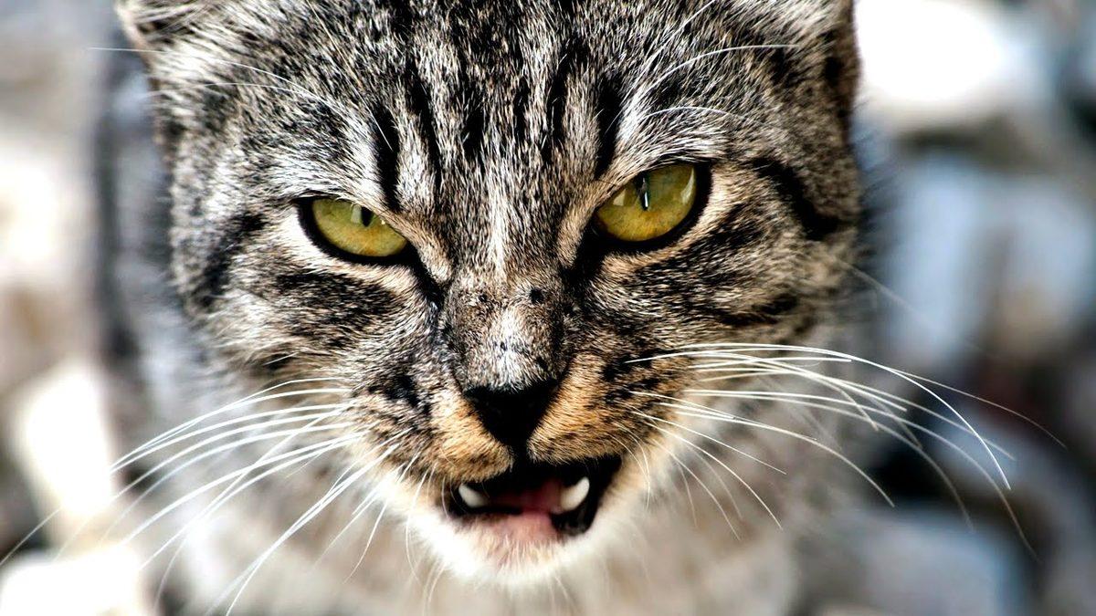 Kediniz Ne Kadar Psikopat? “CAT-Tri+” Testiyle Kedinizin Psikopatlık Derecesini Ölçüyoruz!