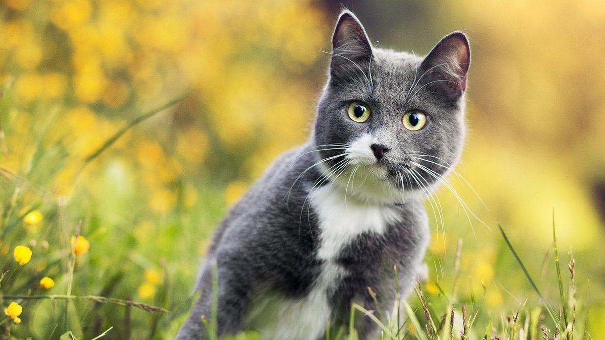 Kediniz Ne Kadar Psikopat? “CAT-Tri+” Testiyle Kedinizin Psikopatlık Derecesini Ölçüyoruz!