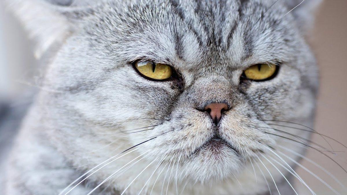 Kediniz Ne Kadar Psikopat? “CAT-Tri+” Testiyle Kedinizin Psikopatlık Derecesini Ölçüyoruz!