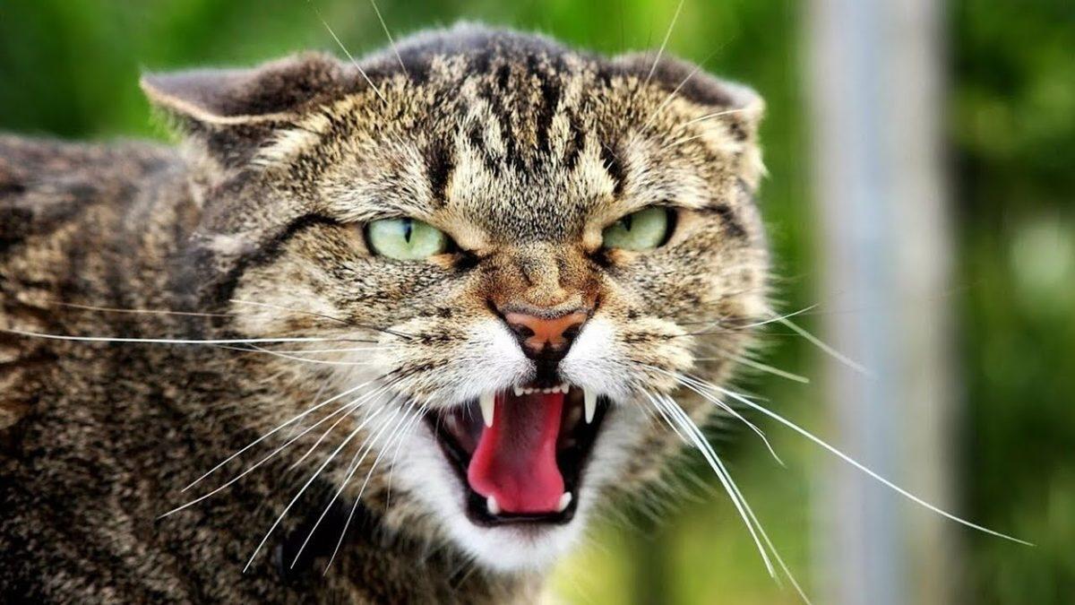 Kediniz Ne Kadar Psikopat? “CAT-Tri+” Testiyle Kedinizin Psikopatlık Derecesini Ölçüyoruz!