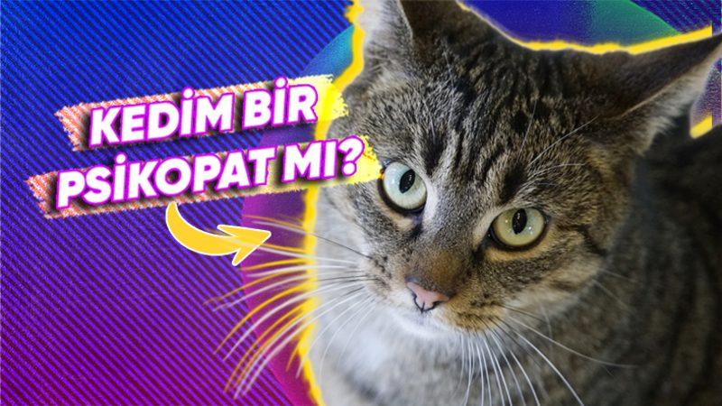 Kediniz Ne Kadar Psikopat? “CAT-Tri+” Testiyle Kedinizin Psikopatlık Derecesini Ölçüyoruz!