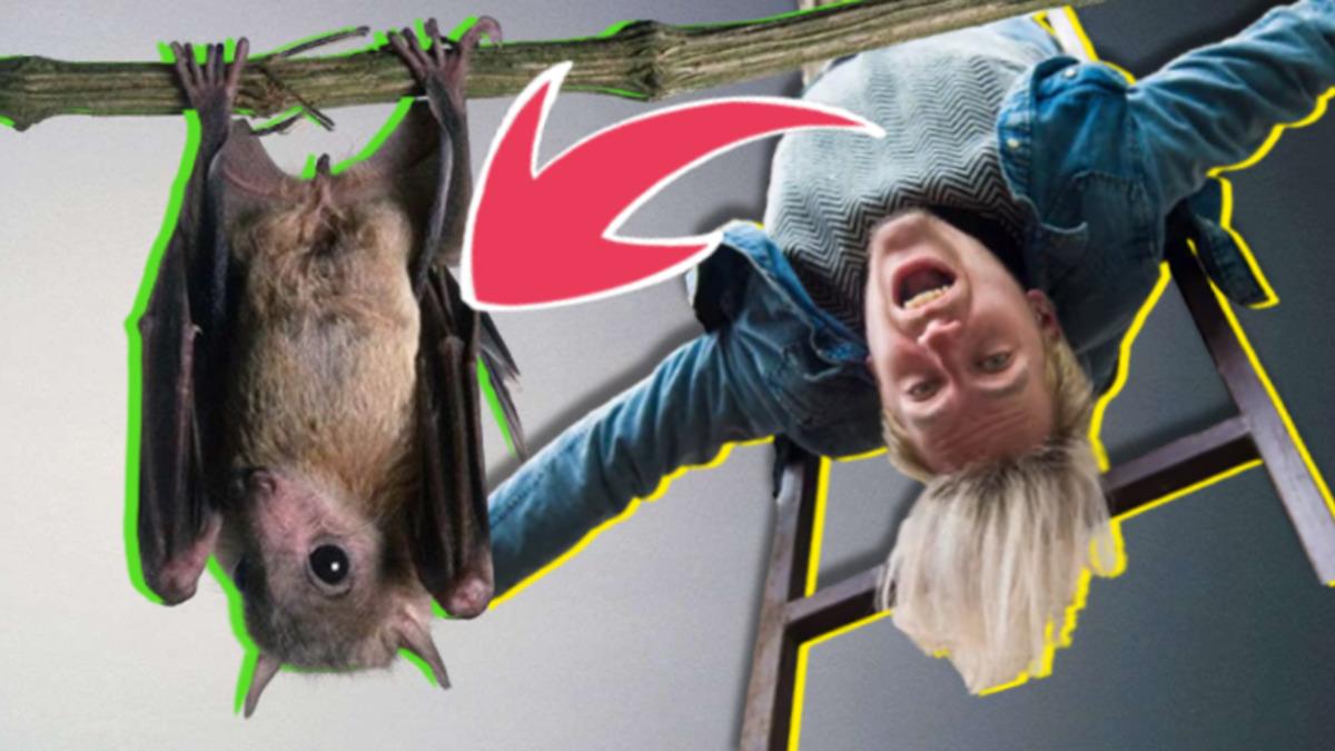 Uzun Süre Yarasa Gibi Baş Aşağı Durmak Bizi Öldürür mü? Yaşanmış Bir Örneği Var!