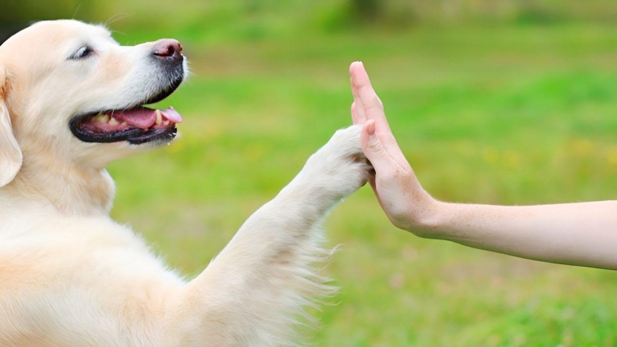 Tüy, Parazit ve Dahası... Patili Dostlarımızın Bizleri Hasta Edebileceği Düşüncesinin Gerçeklik Payı Var mı?