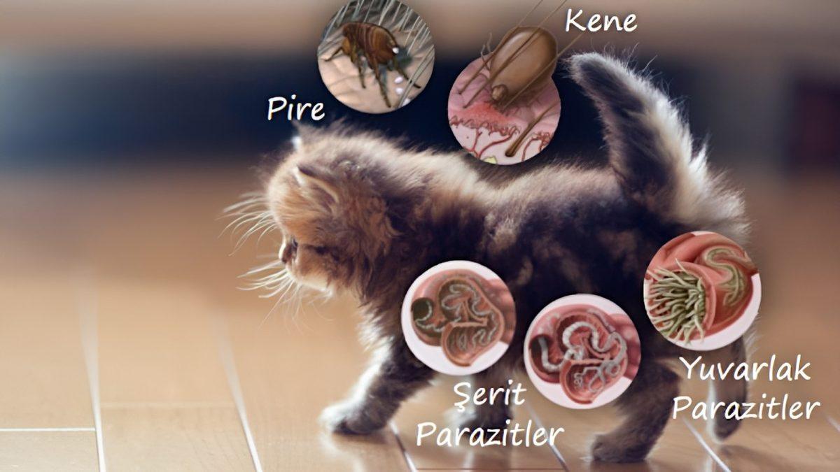 Tüy, Parazit ve Dahası... Patili Dostlarımızın Bizleri Hasta Edebileceği Düşüncesinin Gerçeklik Payı Var mı?