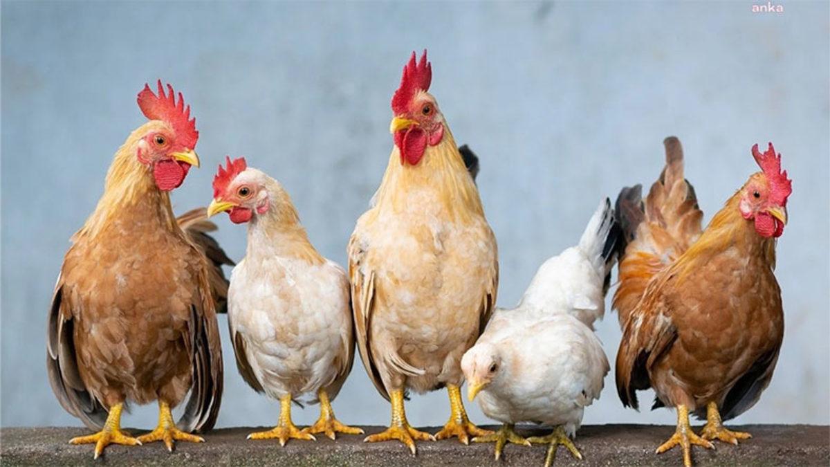 Korkak İnsanlar İçin Neden 