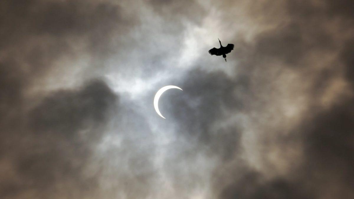 Bugün Bazı Ülkelerdeki Kuşların Davranışlarında Çeşitli Tuhaflıklar Görülebilir! İyi de Neden?