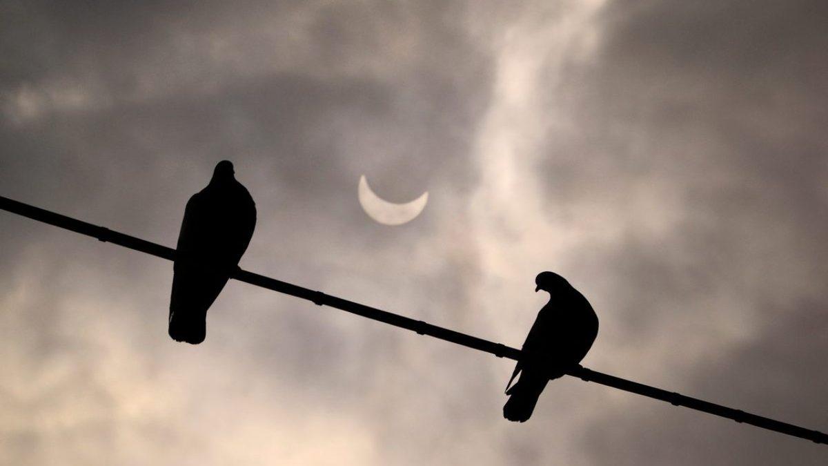 Bugün Bazı Ülkelerdeki Kuşların Davranışlarında Çeşitli Tuhaflıklar Görülebilir! İyi de Neden?