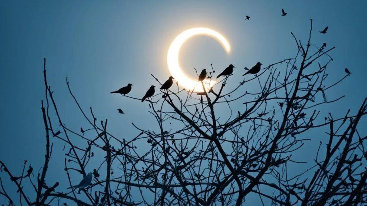 Bugün Bazı Ülkelerdeki Kuşların Davranışlarında Çeşitli Tuhaflıklar Görülebilir! İyi de Neden?