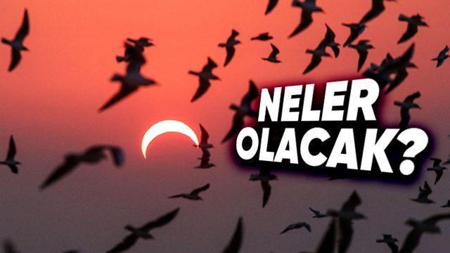 Bugün Bazı Ülkelerdeki Kuşların Davranışlarında Çeşitli Tuhaflıklar Görülebilir! İyi de Neden?