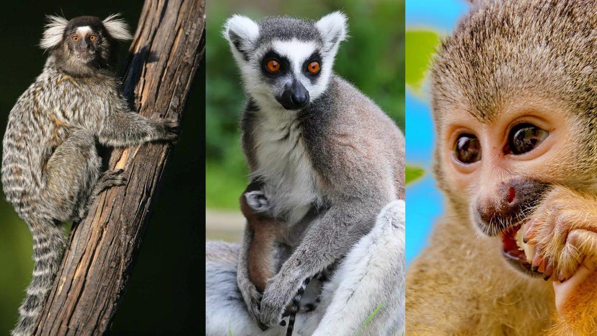 15 Milyon Yıl Önce Bütün Kıtaları Vurarak Memeli Salgınına Yol Açan Virüs: Hâlâ Bünyemizde Sinsice Yaşıyor!