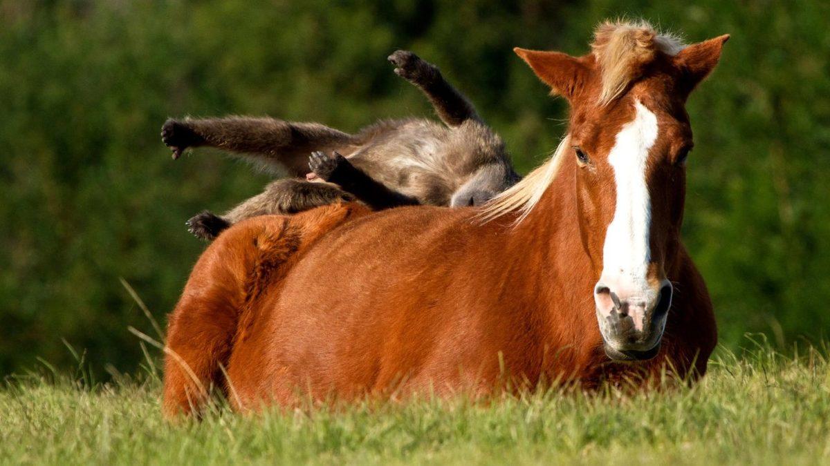 Kürkü Olmayan Hayvanlar Güneşin Zararlı Işınlarından Nasıl Korunur? (Bir Güneş Kremi Fena Olmazdı!)