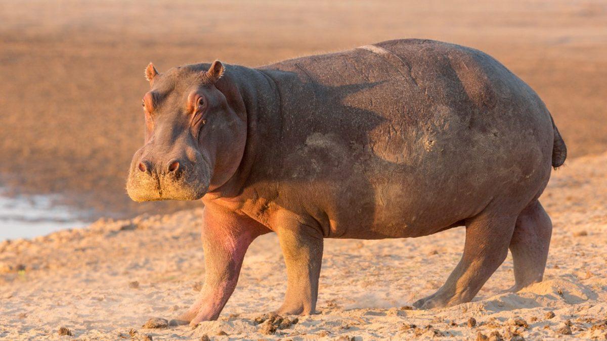 Kürkü Olmayan Hayvanlar Güneşin Zararlı Işınlarından Nasıl Korunur? (Bir Güneş Kremi Fena Olmazdı!)