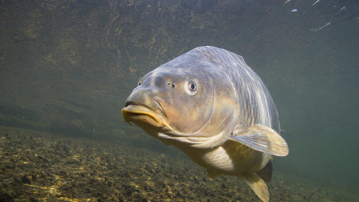 Kürkü Olmayan Hayvanlar Güneşin Zararlı Işınlarından Nasıl Korunur? (Bir Güneş Kremi Fena Olmazdı!)