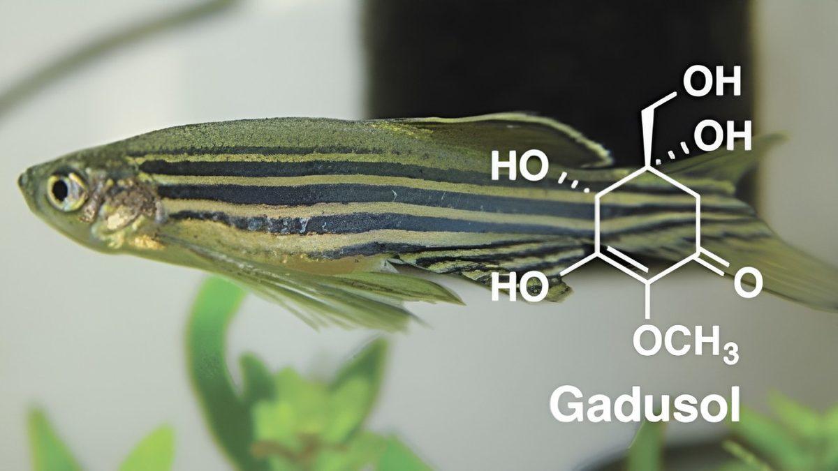Kürkü Olmayan Hayvanlar Güneşin Zararlı Işınlarından Nasıl Korunur? (Bir Güneş Kremi Fena Olmazdı!)