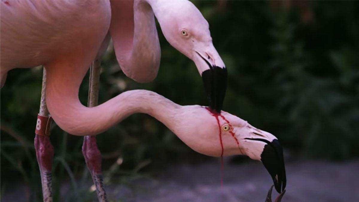 Viral Olan Bu Videoda Flamingonun Kafasından Aşağı Akan Şey Kan Değil! Peki Neyin Nesi?