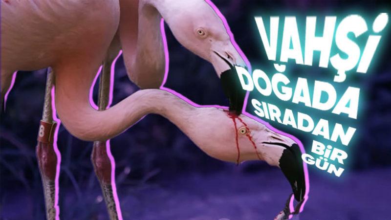 Viral Olan Bu Videoda Flamingonun Kafasından Aşağı Akan Şey Kan Değil! Peki Neyin Nesi?
