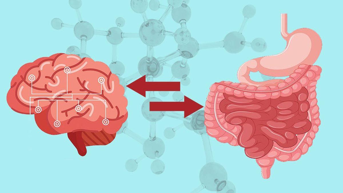 Stresli Anlarda Midemize Öküz Oturmuş Gibi Hissetmemizin Bilimsel Sebebi