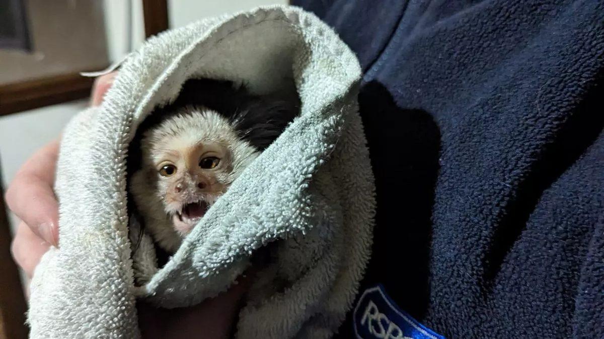 Oyuncak Gibi Görünen Marmoset Maymunları Hakkında İlginç Bilgiler: Yetişkinleri Bile 15 cm!
