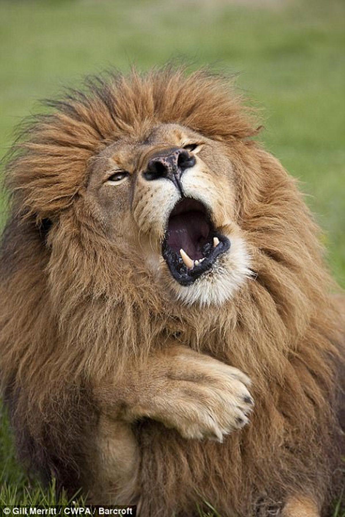 Gülme Garantili: Yılın En Komik ’Vahşi Yaşam’ Kareleri Seçildi!