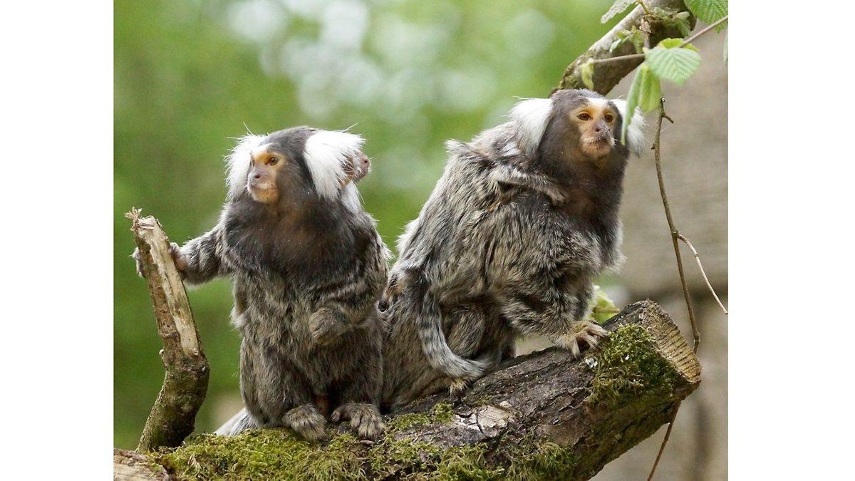 Oyuncak Gibi Görünen Marmoset Maymunları Hakkında İlginç Bilgiler: Yetişkinleri Bile 15 cm!