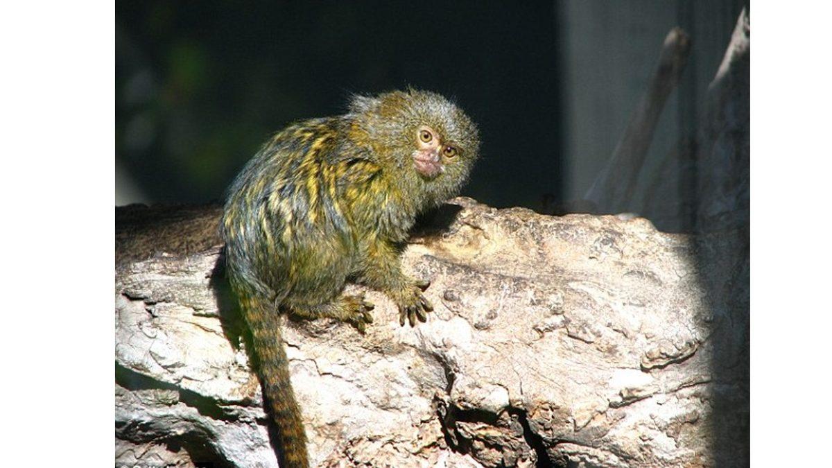 Oyuncak Gibi Görünen Marmoset Maymunları Hakkında İlginç Bilgiler: Yetişkinleri Bile 15 cm!