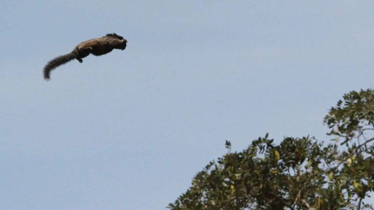 Oyuncak Gibi Görünen Marmoset Maymunları Hakkında İlginç Bilgiler: Yetişkinleri Bile 15 cm!