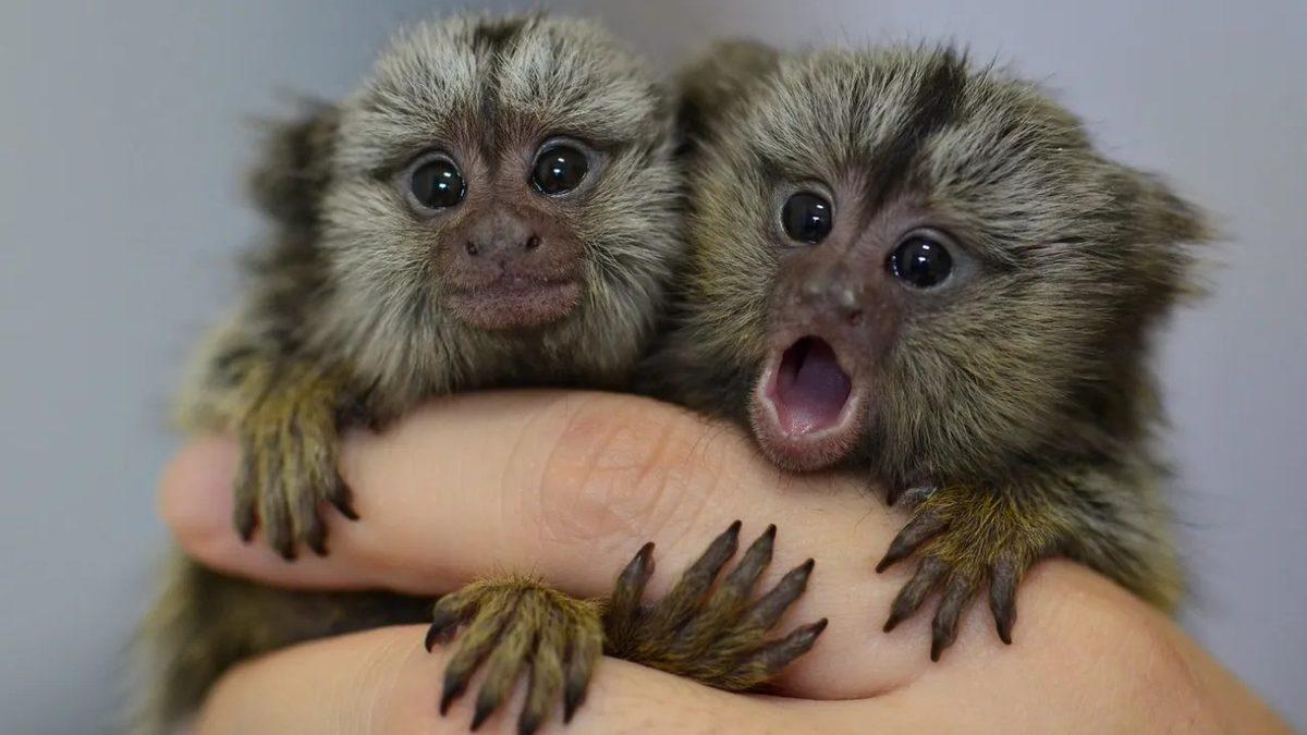Oyuncak Gibi Görünen Marmoset Maymunları Hakkında İlginç Bilgiler: Yetişkinleri Bile 15 cm!