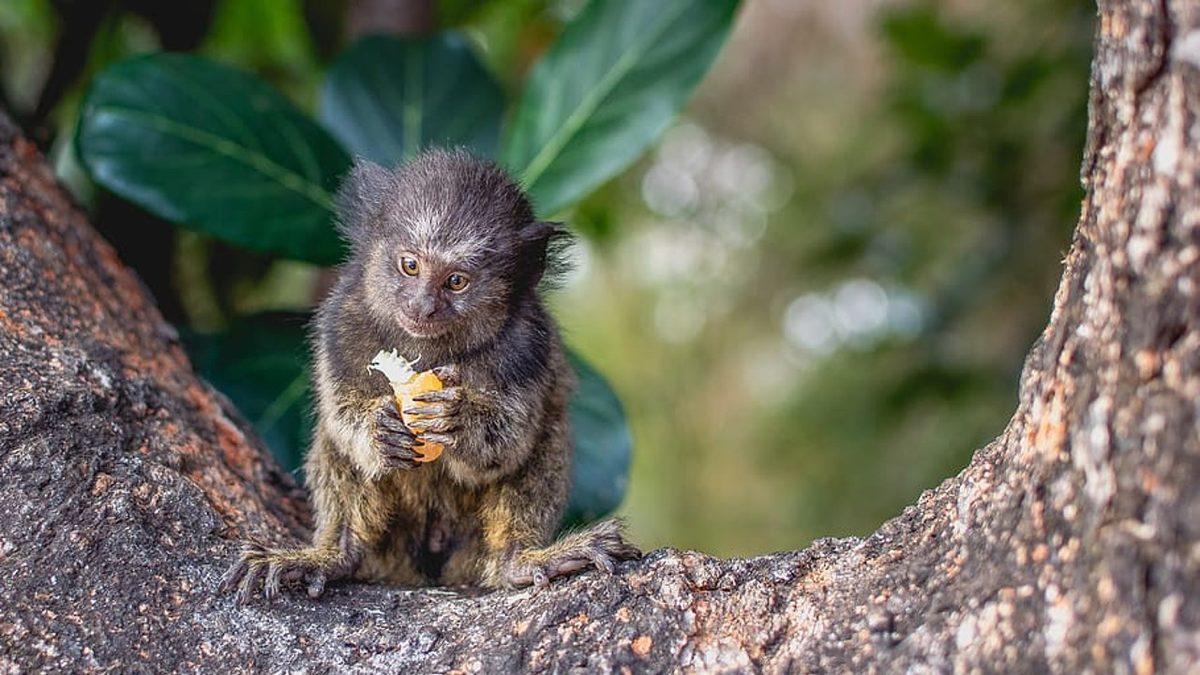 Oyuncak Gibi Görünen Marmoset Maymunları Hakkında İlginç Bilgiler: Yetişkinleri Bile 15 cm!