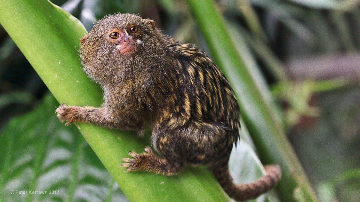 Oyuncak Gibi Görünen Marmoset Maymunları Hakkında İlginç Bilgiler: Yetişkinleri Bile 15 cm!