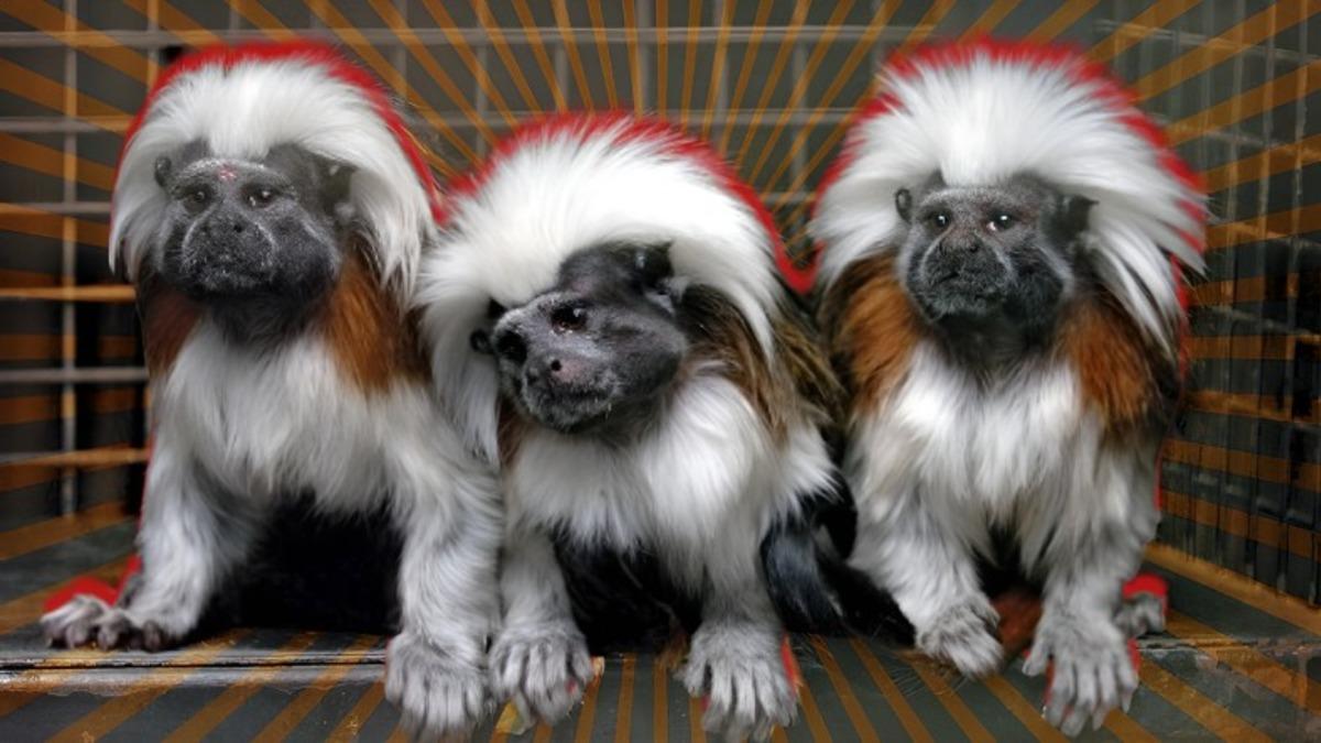 Oyuncak Gibi Görünen Marmoset Maymunları Hakkında İlginç Bilgiler: Yetişkinleri Bile 15 cm!